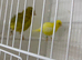 Fife canaries