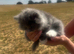 Absolutely stunning extremely fluffy grey and white Persian girl