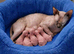 GORGEOUS SPHYNX KITTENS GIRLS AND BOYS