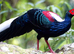 Swinhoe's pheasant for sale