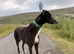 Lovely dog needing a home