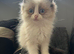 Ragdoll Kittens