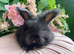 English angora two left