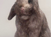 female bunnie