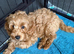 F1b Cavapoo Puppies 1 Boy 2 Girls