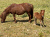 Mare and filly foal