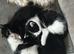 Mixed breed, half ragdoll kittens