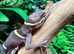 Chinese Cave Gecko (Hainanensis) at Birmingham Reptiles
