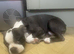 1 Boston terrier Boy with Haggerty spot