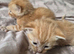 Beautiful kittens