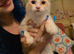Flame point ragdoll