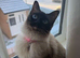Tinker- Ragdoll
