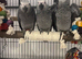 African grey baby - Ready now - 3