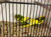 Sum cracking coloured kakis