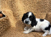 Rainbow litter