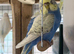Bonded Pair of Budgies Male Female