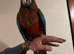 Baby’s Calico Macaw and Harlequin