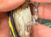 2026 goldfinch male available