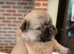 Full fluffy pink French bulldogs pet price