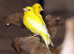 Yellow Canaries,2