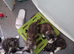 5 maincoon kittens