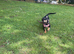 7month old female Staffy cross jack Russell