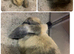 Harlequin mini lop