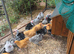 Buff orpington growers available