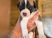 Lurcher pup