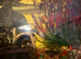 2 Fantails with Aquatic snails , tank , filter, air pump, light, food, frozen food and a lot more