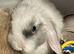 Mini lop boy