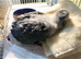 Baby African greys