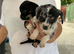 Jack Russell X Chihuahua pups