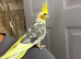 Hand Tame Female cockatiel