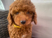 Cavapoo male puppies ready for new homes