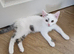 6 playful kittens ..ready now 4 left