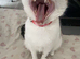 Mika the cat