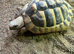 Hermann Tortoise Female 4 years old