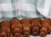 Loving Irish Setter puppies available to reserve