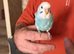 Baby Budgies.