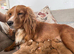 Cocker Pups Ready 28/08/26