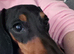 Mini Doxispoo's (Dachund x poodles)