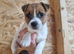Jack Russell Girl