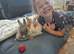 Beautiful tiny Teddy dwerg bunnies