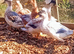 Pairs Crested Miniature Appleyard aka Crested Bantam Ducks