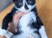 Mixed breed kittens
