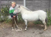 Shetland gelding