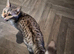Silver bengal looking for new home