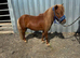 Miniature Shetland 4yo
