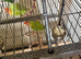 Baby lovebirds